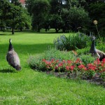 Vojanovy sady (Vojan Park)